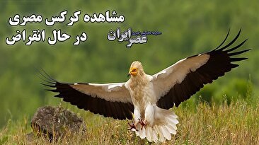 مشاهده کرکس مصری در حال انقراض/ همیاران محیط زیست او را نجات دادند (فیلم)