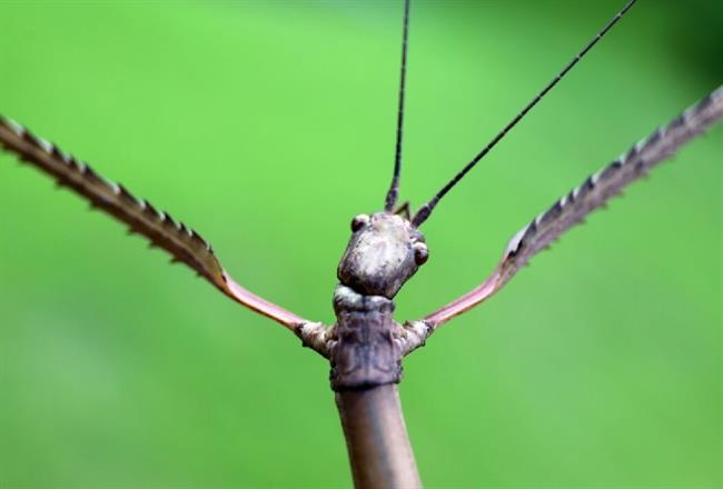 غول‌پیکرترین حشرات جهان، از چوبک 60 سانتی‌متری تا جیرجیرک 100 گرمی / گزارش تصویری