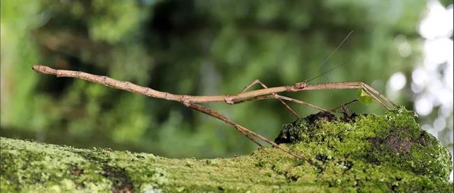 غول‌پیکرترین حشرات جهان، از چوبک 60 سانتی‌متری تا جیرجیرک 100 گرمی / گزارش تصویری