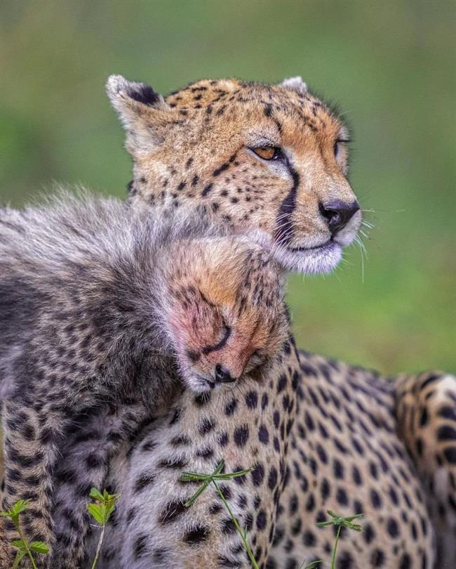 سرعت و زیبایی در طبیعت: گشتی در دنیای یوزپلنگ‌ها