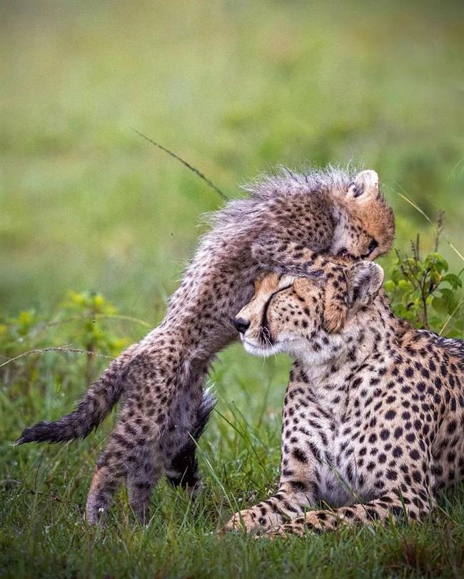 سرعت و زیبایی در طبیعت: گشتی در دنیای یوزپلنگ‌ها