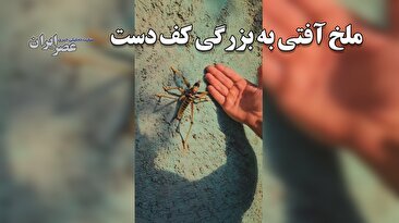 ملخ‌هایی به بزرگی کف دست به جنگل‌های زاگرس حمله کرده است!/ در بعضی جاها کشاورزان سه سال است کشاورزی نکرده‌اند/ امکانات برای سمپاشی کم است (فیلم)