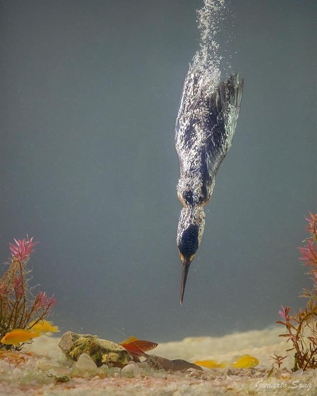 شاه‌ ماهیگیر: پرنده‌ای رنگارنگ با منقار تیز و مهارت شگفت‌انگیز در شکار