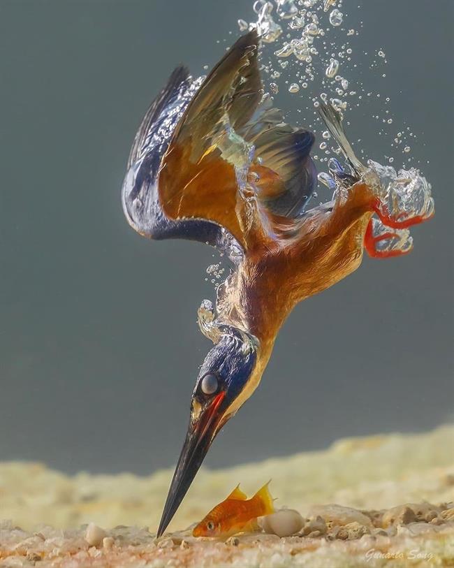 شاه‌ ماهیگیر: پرنده‌ای رنگارنگ با منقار تیز و مهارت شگفت‌انگیز در شکار
