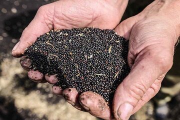 خرید 8500 تن دانه‌ روغنی توسط تعاونی‌های روستایی کرمانشاه