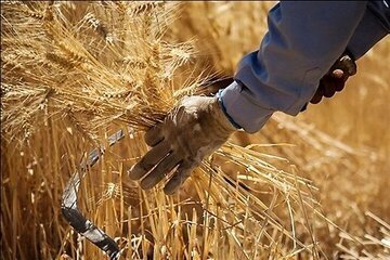خرید گندم در قزوین 17درصد افزایش یافت
