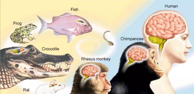 آیا جانوران بزرگ‌تر، مغزهای بزرگ‌تری دارند؟