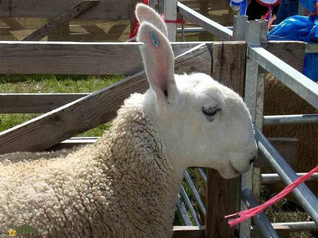 فوتوشاپ نیست؛ گوسفند خرگوشی غولپیکر 180 کیلو است/ عکس