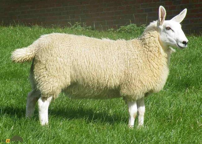فوتوشاپ نیست؛ گوسفند خرگوشی غولپیکر 180 کیلو است/ عکس