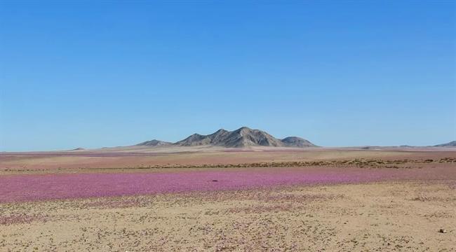 در اتفاقی نادر؛ خشک‌ترین صحرای دنیا گلباران شد! / عکس