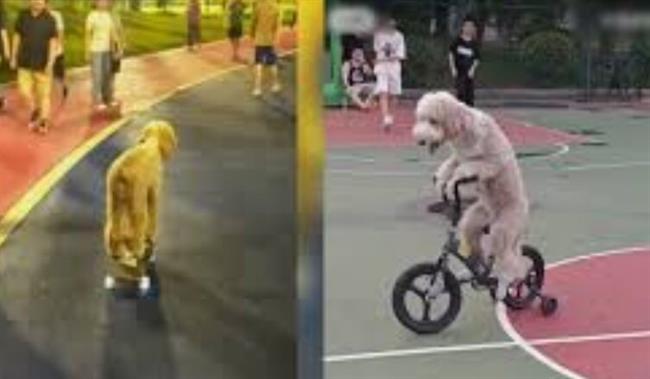 سگ دوچرخه‌سوار/ عکس