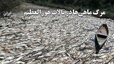 مرگ ماهی‌ها در بزرگترین تالاب خوزستان / چرا آب کافی برای زندگی ماهی‌‌ها داده نمی‌شود (فیلم)