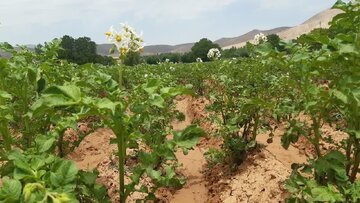 پیش‌بینی برداشت  1200 تن محصول سیب‌زمینی در دامغان