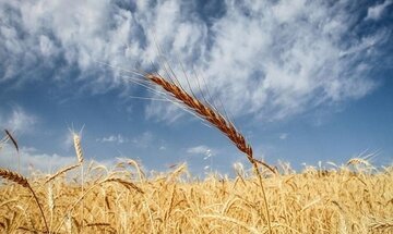 خرید بیش از 200هزار تن گندم از کشاورزان قزوینی
