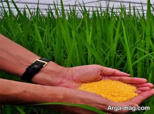 بررسی ویژگی ها و خواص برنج طلایی