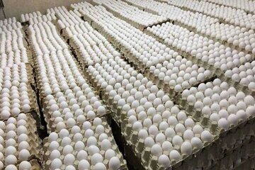 سودانی‌ ها تخم‌ مرغ ایرانی می‌ خورند! /  تخم مرغ ایرانی به چه کشورهایی صادر می شود؟
