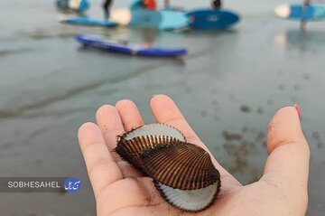 مرگ آرامِ صدف ها در ساحل بندرعباس