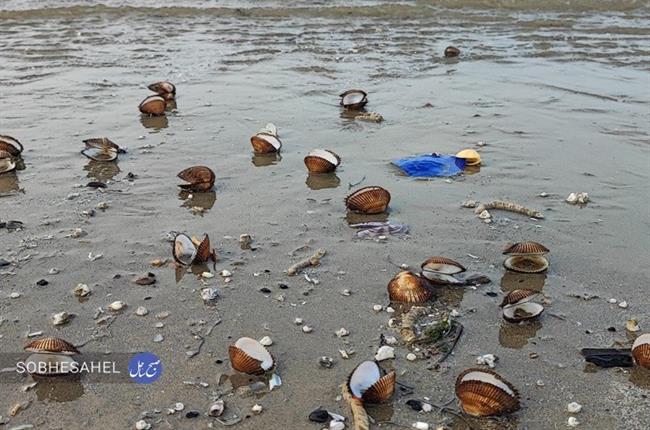 مرگ آرامِ صدف ها در ساحل بندرعباس