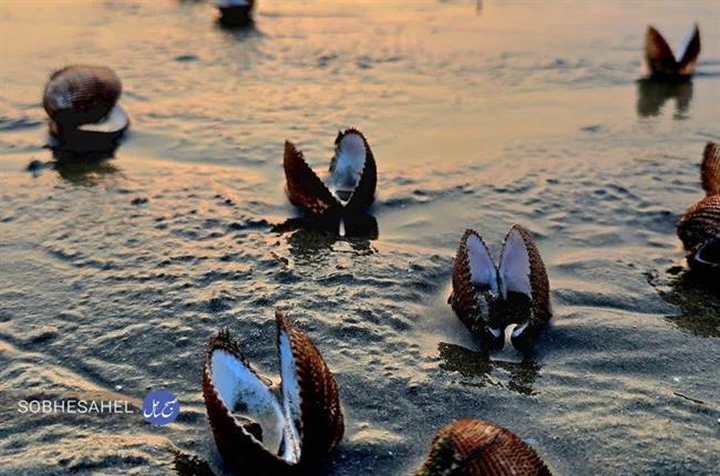 مرگ آرامِ صدف ها در ساحل بندرعباس