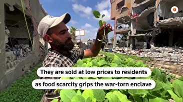 مزرعه کوچک در میان آوارهای غزه/ تلاش یک کشاورز برای مقابله با گرسنگی شهروندان (فیلم)