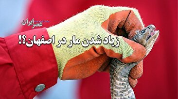 زیاد شدن مار در اصفهان/ اگر در خانه مار دیدیم چه کنیم؟ (فیلم)