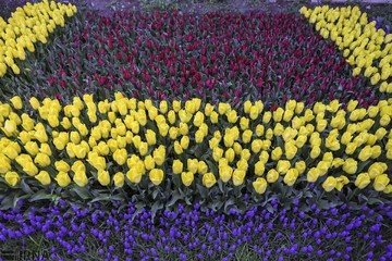 کاشت 3 میلیون بوته گل در سطح شهر ارومیه