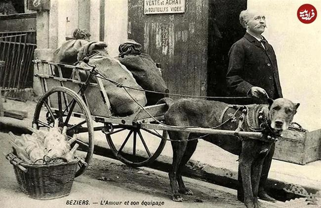گاری‌های «سگی»؛ قاب‌هایی دیدنی از اروپای قرن نوزدهم