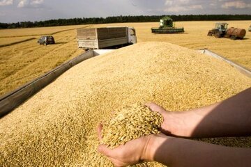 تولید میانگین 100 هزار تن گندم در سال در اسلام‌آبادغرب