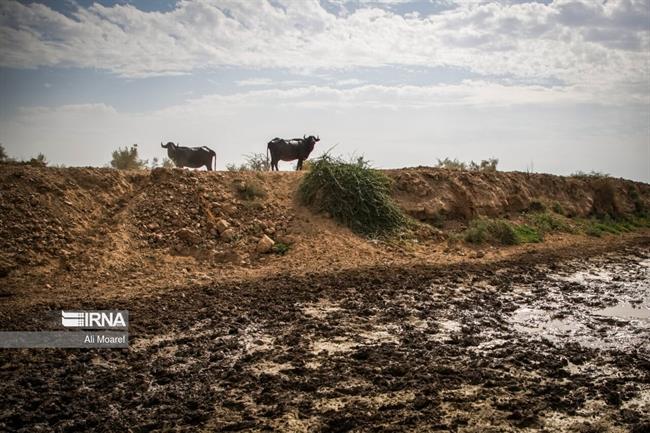 خوزستان ؛ منطقه رُفیع در خطر کم آبی 