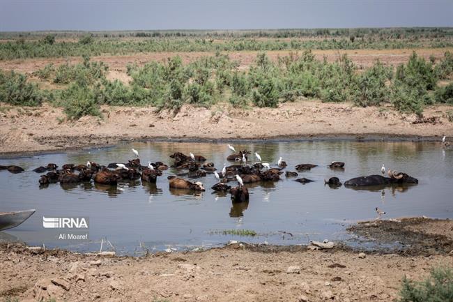 خوزستان ؛ منطقه رُفیع در خطر کم آبی 