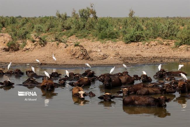 خوزستان ؛ منطقه رُفیع در خطر کم آبی 