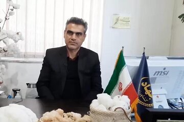 کشاورزان مراقب آفت کرم غوزه پنبه در مزارع خود باشند