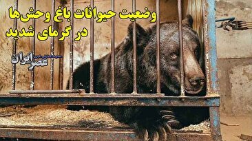 ببر باغ وحش را با شلنگ آب خنک می‌کنند/ وضعیت بد حیوانات در باغ وحش‌های ایران در گرمای بالای 40 درجه (فیلم)