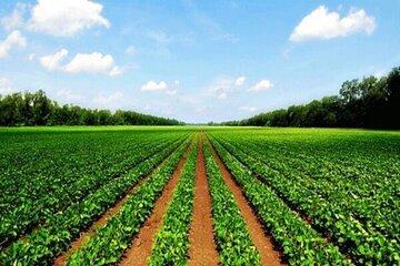 واگذاری 7هزار هکتار زمین به سرمایه گذاران بخش کشاورزی قزوین