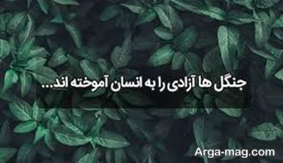 متن ناب درباره جنگل 