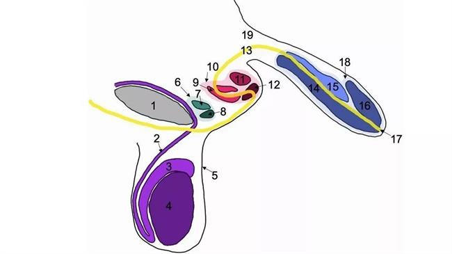 نحوه قرارگیری سه آلت تناسلی در بدن فرد با شماره‌های 6، 10 و 18Buchanan, et al/Journal of Medical Case Reports