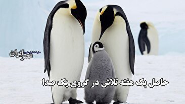 اتفاق عجیب برای پنگوئن‌ها / بچه‌ شان را بین دو هزار بچه گم می‌کنند / صدای بچه تنها راه نجات (فیلم)