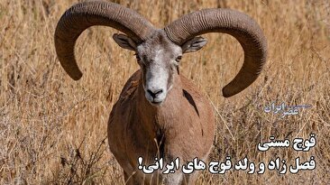 قوچ‌مستی آغاز شده / قوچ‌های مست حواس‌شان به شکارچی‌ها نیست / نگرانی‌‌‌ها از شکار بیرحمانه (فیلم)