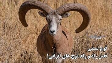 قوچ‌مستی آغاز شده / قوچ‌های مست حواس‌شان به شکارچی‌ها نیست / نگرانی‌‌‌ها از شکار بیرحمانه (فیلم)