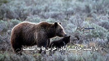 بازگشت خاکستر مادر خرس‌ها به طبیعت / هزاران نفر برای مرگ او عزاداری کردند (فیلم)