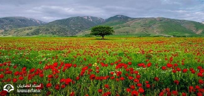 نگاهى دیگر به گوشه ‏اى از آفرینش‏   