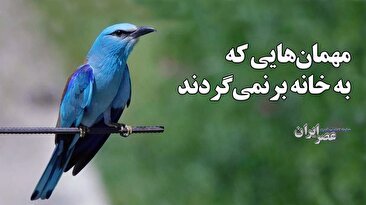 میهمان‌هایی که به خانه برنمی‌گردند / مهمان ایران می‌شوند اما گلوله نصیب‌شان می‌شود / جسد‌هایی که در بازار فروخته می‌شوند (فیلم)