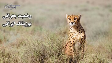 یوزپلنگ‌ها دارند می‌میرند / فقط چند عدد دیگر باقی مانده تا به طور کامل منقرض شوند (فیلم)