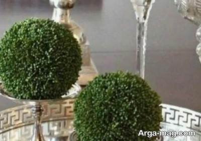 آشنایی با روش کاشت سبزه توپی