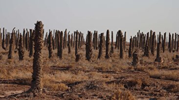 تصویر آخرالزمانی در گوشه‌ای از ایران / هزاران «نفر» بدون سر / عده‌ای می‌خواهند اینجا پاکسازی شود تا دیگر کسی آن را نبیند (فیلم)