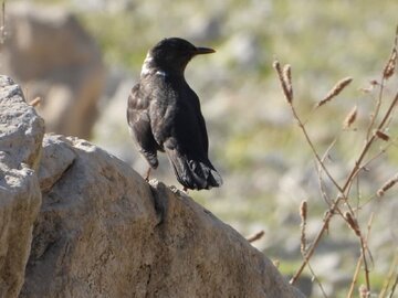 ثبت و مشاهده نخستین توکای طوقی در زیستگاههای استان لرستان