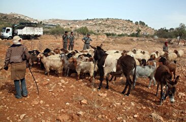 زیر گرفتن گوسفندان یک چوپان فلسطینی توسط اسراییلی ها (فیلم)