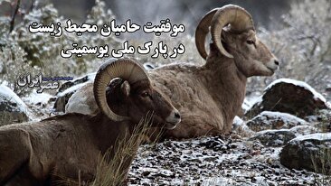 موفقیت حامیان محیط زیست در پارک ملی یوسمیتی / حیات وحش دوباره به آرامش گذشته بازمی‌گردد (فیلم)