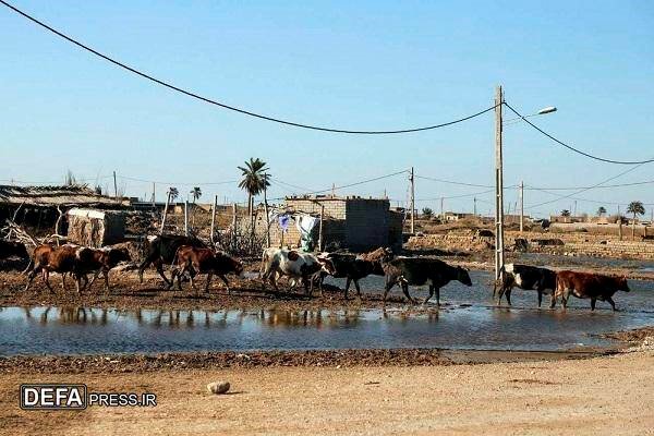 اسارت 6 بعثی با چوب دستی شیرزن سوسنگردی