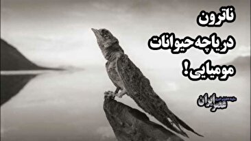 «ناترون» دریاچه حیوانات مومیایی! حیواناتی که برای استراحت به دریاچه می‌آیند سرنوشت غم‌انگیزی دارند (فیلم)
